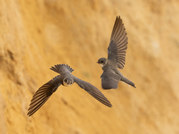 Phil Harbord - Sand Martins